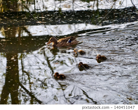 Family Of Ducks Having Fun. Lively Duck Family Explores Sunlit Pond With Energetic Splashes Family Of Ducks Having Fun. Lively Duck Family Explores Sunlit Pond With Energetic Splashes 140451047