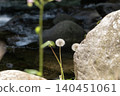 Dandelion fluff and the murmur of the river standing along the stream in early summer. 140451061