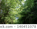 A forest of vibrant new greenery in early summer 140451078