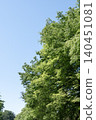 The blue sky of early summer and the vibrant green of the trees. 140451081