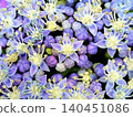 Hydrangea flower 140451086