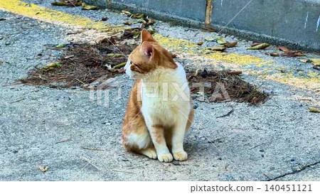 A charming ginger cat is sitting comfortably outdoors, exuding a cozy and peaceful vibe 140451121