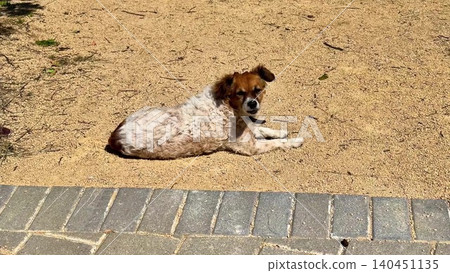 A Relaxing Dog Is Lying Comfortably on the Sandy Ground Under the Bright Sunlight 140451135