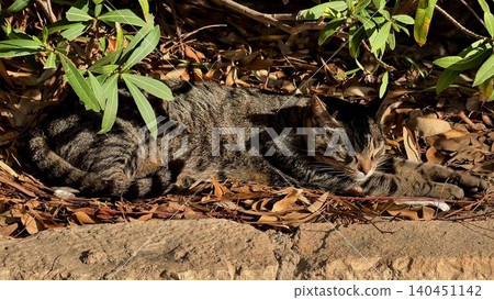A relaxed Tabby Cat rests in a beautiful natural setting, embracing tranquility and serenity A relaxed Tabby Cat rests in a beautiful natural setting, embracing tranquility and serenity 140451142