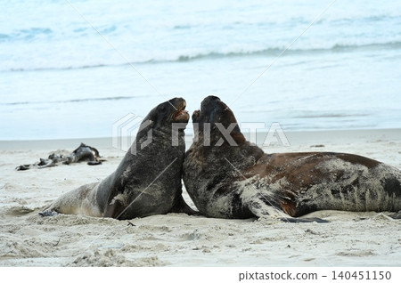 新西蘭海獅 140451150
