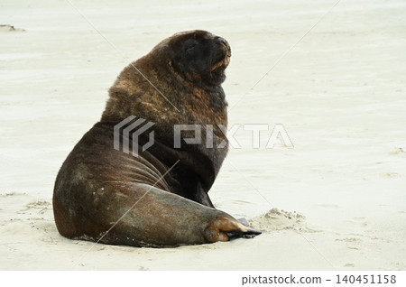 new zealand sea lion new zealand sea lion 140451158
