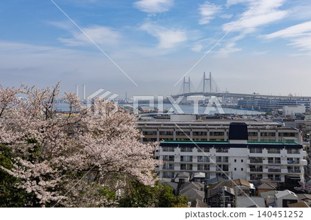 [Kanagawa] Cherry blossoms in full bloom and the Bay Bridge 140451252