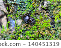 The trapdoor spider Kishinoue, which inhabits Yanbaru. 140451319