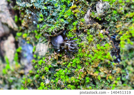 The trapdoor spider Kishinoue, which inhabits Yanbaru. The trapdoor spider Kishinoue, which inhabits Yanbaru. 140451319