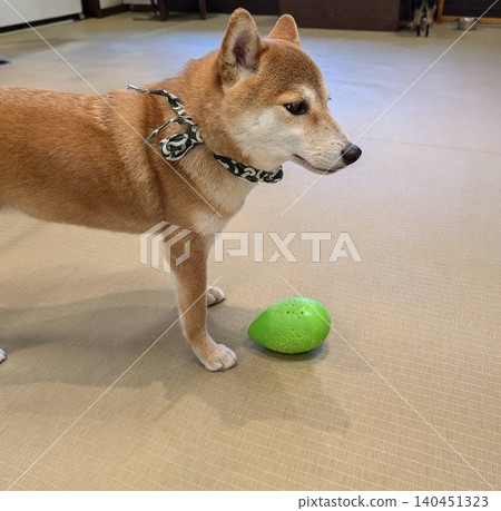 A cute Shiba Inu standing with a bandana featuring a traditional Japanese arabesque pattern and a green toy. 140451323