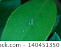Thread bug nymph ① 140451350