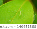 Thread bug nymph ② 140451368
