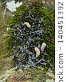 Yanbaru mountain slugs swarming on a tree 140451392