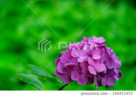 Vibrant hydrangeas against a green background Vibrant hydrangeas against a green background 140451453