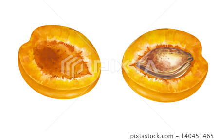 Watercolor apricot fruit slices set with hand-drawn half cut sections with seed pit isolated on white background. For summer dessert packaging, recipe cards, and farmers market branding. Watercolor apricot fruit slices set with hand-drawn half cut sections with seed pit isolated on white background. For summer dessert packaging, recipe cards, and farmers market branding. 140451465