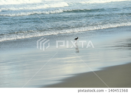 海灘鳥 海灘鳥 140451568