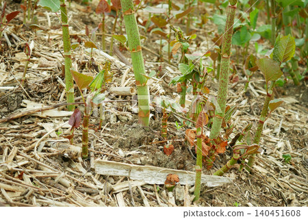 Invasive knotweed dangerous plants Reynoutria Fallopia japonica Sakhalin Japanese stem, and expansive species of leaf, leaves and fruits, comes from Asia Japan sachalinensis intruder neophyte, reduces 140451608