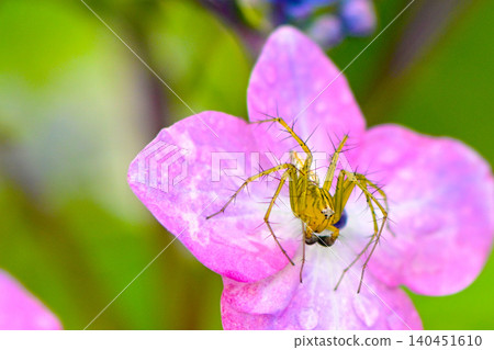 A male orb-weaver spider on a hydrangea petal. 140451610