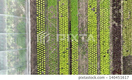 Farm bio greenhouse lettuce assorted organic farming plenty Lactuca sativa lettuces garden rocket colewort salad Eruca Red leaf Lollo Rossa Oakleaf Romaine Winter Landis lettuce plant water supply 140451617