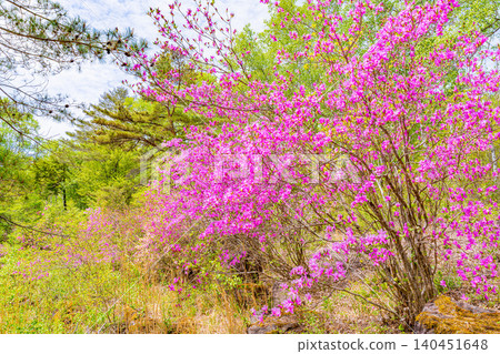 [Nagano Prefecture] Rhododendrons in bloom at Yachiho Plateau Nature Park 140451648