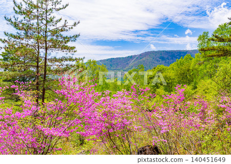 [Nagano Prefecture] Rhododendrons in bloom at Yachiho Plateau Nature Park 140451649