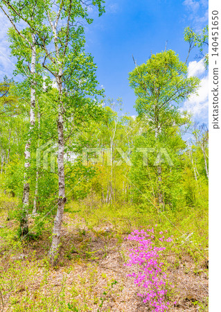 [Nagano Prefecture] Rhododendrons in bloom at Yachiho Plateau Nature Park 140451650