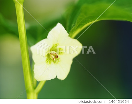 酸漿花特寫 酸漿花特寫 140451664