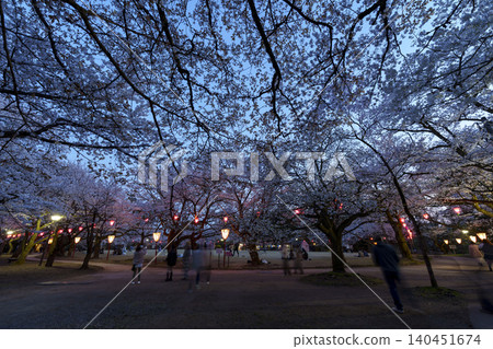 富山縣著名的賞櫻勝地高岡古城公園的夜景櫻花。 富山縣著名的賞櫻勝地高岡古城公園的夜景櫻花。 140451674