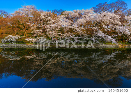 高岡古城公園是富山縣著名的賞櫻勝地,這裡盛開著美麗的櫻花。 高岡古城公園是富山縣著名的賞櫻勝地,這裡盛開著美麗的櫻花。 140451690