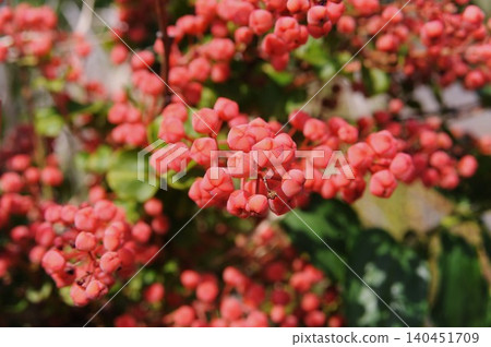 Poisonous plant (Coriaria japonica) Poisonous plant (Coriaria japonica) 140451709