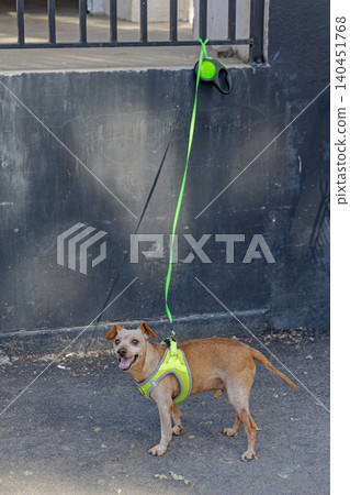 Dog at Leash Fence Dog at Leash Fence 140451768