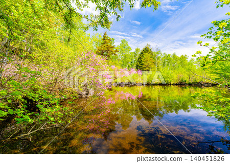 [Nagano Prefecture] Yachiho Plateau Nature Park: Rhododendrons blooming around the pond 140451826