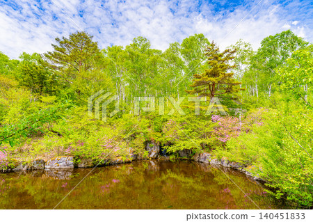 【長野縣】八千穗高原自然公園:池塘周圍盛開的杜鵑花 【長野縣】八千穗高原自然公園:池塘周圍盛開的杜鵑花 140451833