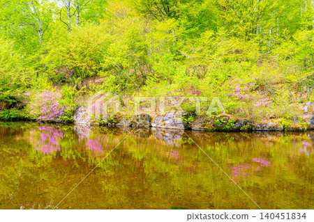 [Nagano Prefecture] Yachiho Plateau Nature Park: Rhododendrons blooming around the pond 140451834