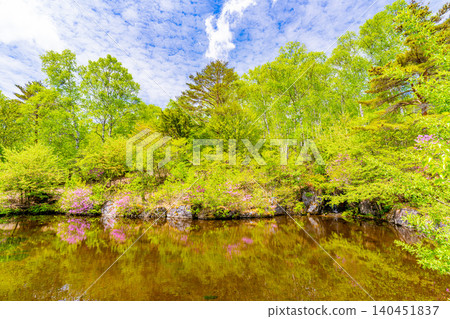 [Nagano Prefecture] Yachiho Plateau Nature Park: Rhododendrons blooming around the pond 140451837