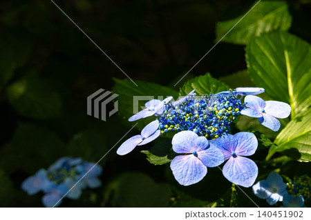 一朵繡球花，初夏之花。 140451902