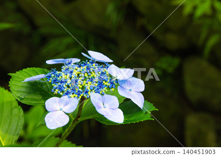 一朵繡球花,初夏之花。 一朵繡球花,初夏之花。 140451903