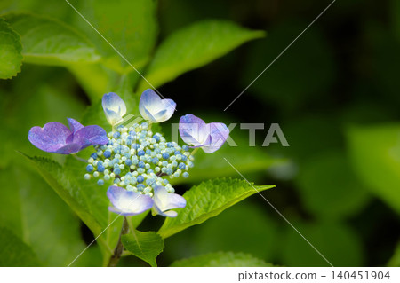 A single hydrangea flower, a flower of early summer. A single hydrangea flower, a flower of early summer. 140451904