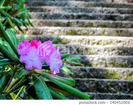 Rhododendrons and stone steps Rhododendrons and stone steps 140452008