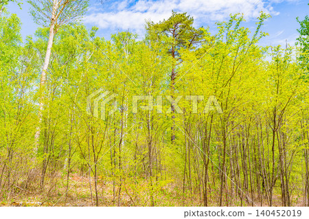 [Nagano Prefecture] Yachiho Plateau Nature Park, where the fresh green leaves of the birch trees are beautiful. 140452019