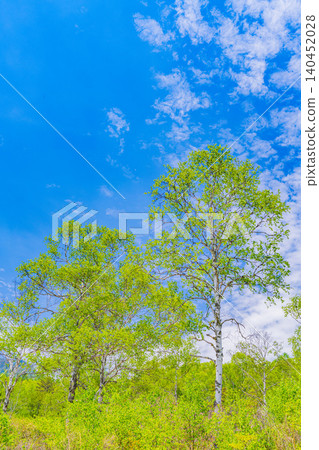 [Nagano Prefecture] Yachiho Plateau Nature Park, where the fresh green leaves of the birch trees are beautiful. 140452028