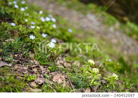 A rural landscape where spring flowers bloom. A rural landscape where spring flowers bloom. 140452097