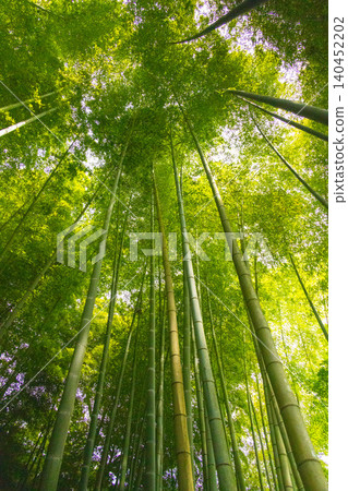 Bamboo grove (mainly low-angle shots) Bamboo grove (mainly low-angle shots) 140452202