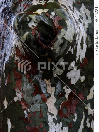 Camouflage pattern on plane tree trunks Camouflage pattern on plane tree trunks 140452215