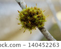 Cushion-like moss growing on branches 140452263