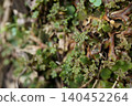 Female receptacles of liverworts 140452264