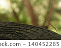 A stick insect larva walking on a protective fence. 140452265