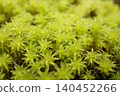 A colony of sand moss 140452266
