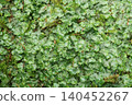 colony of liverwort 140452267