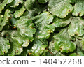 Surface of the thallus of liverwort 140452268